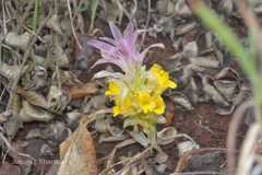 Curcuma neilgherrensis